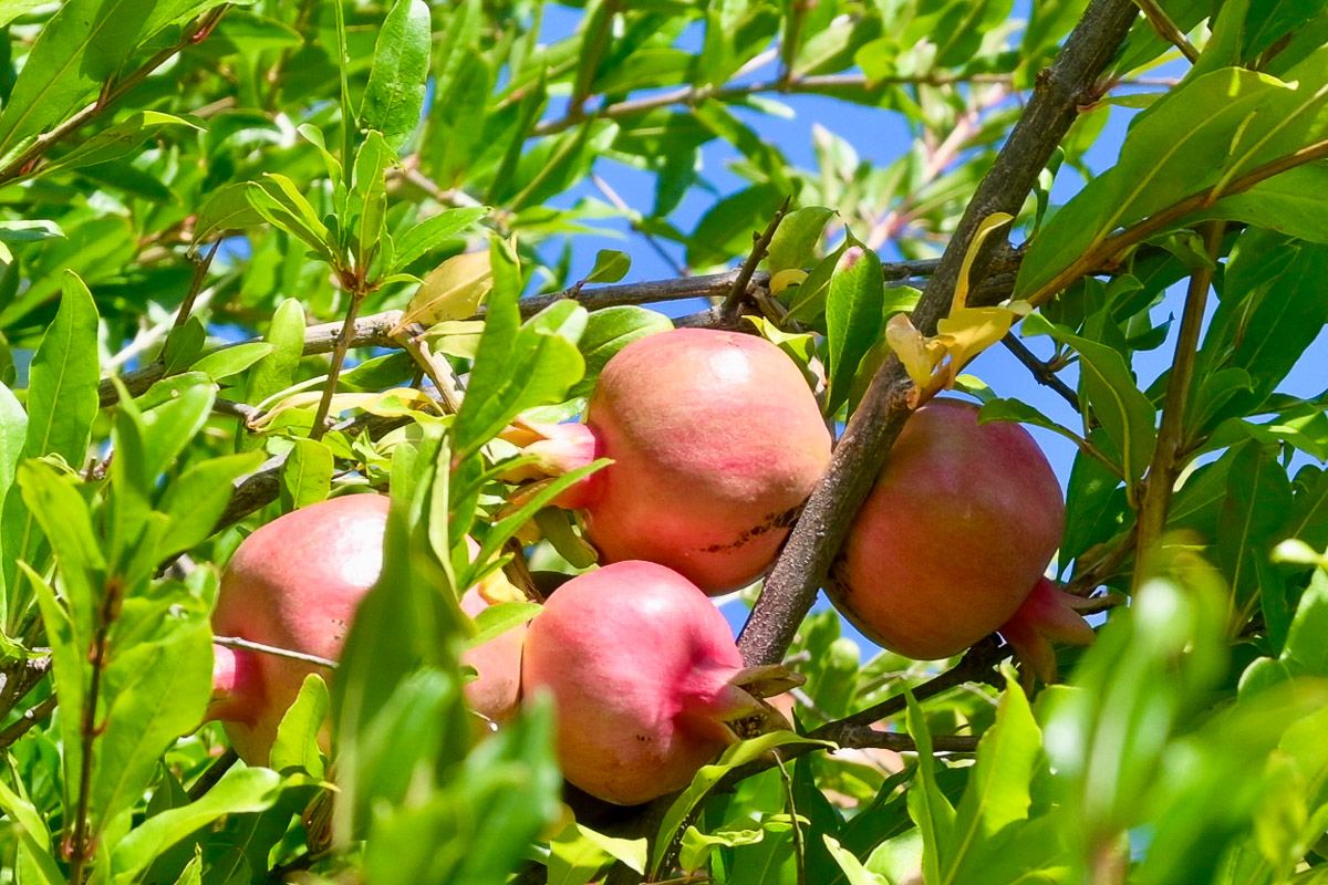 Granatäpfel am Baum