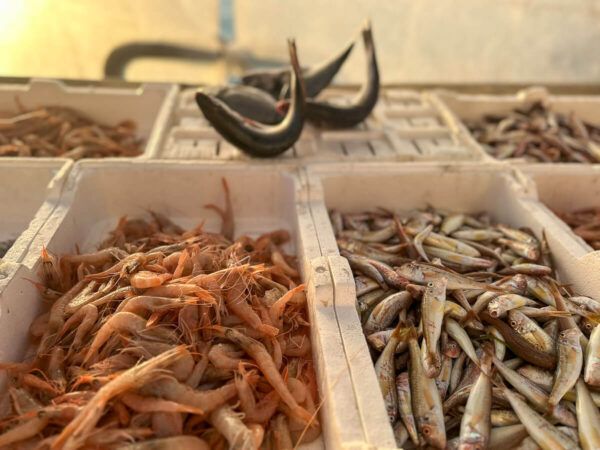 Verkauf von fisch und Garnelen im Hafen von Trani 