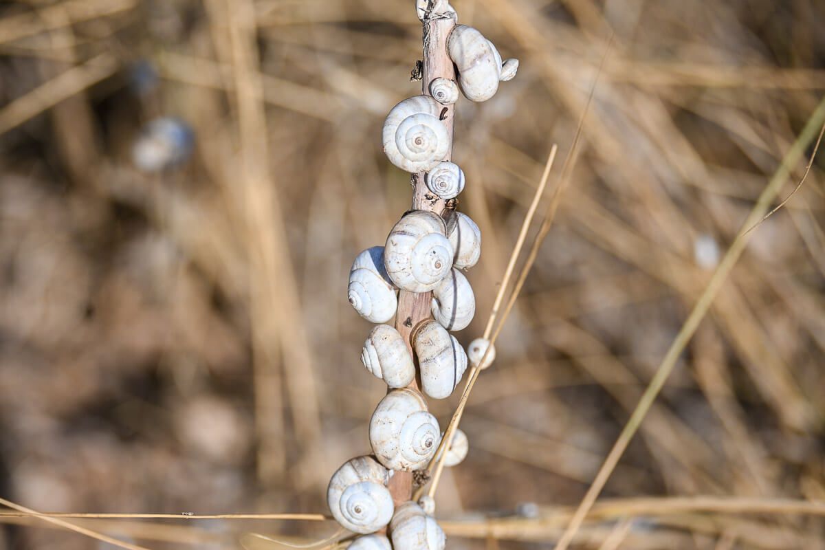 Kleine Schnecken am Stengel einer Pflanze