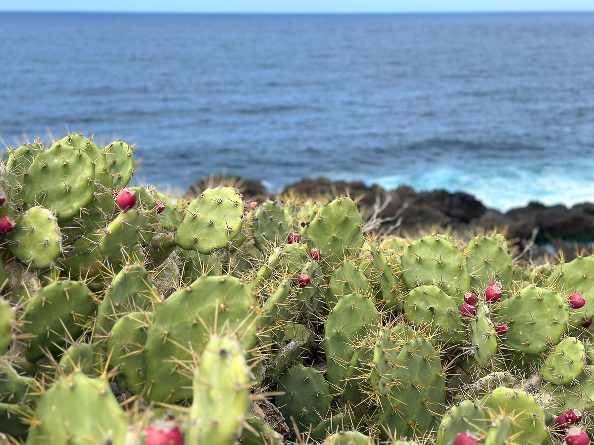 teneriffa buenavista kakteen 1 |