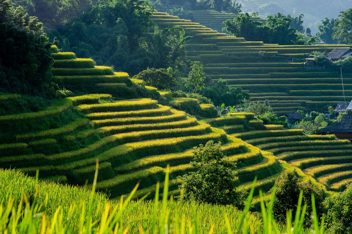 Nach Vietnam reisen: Reisterrassen in Vietnam