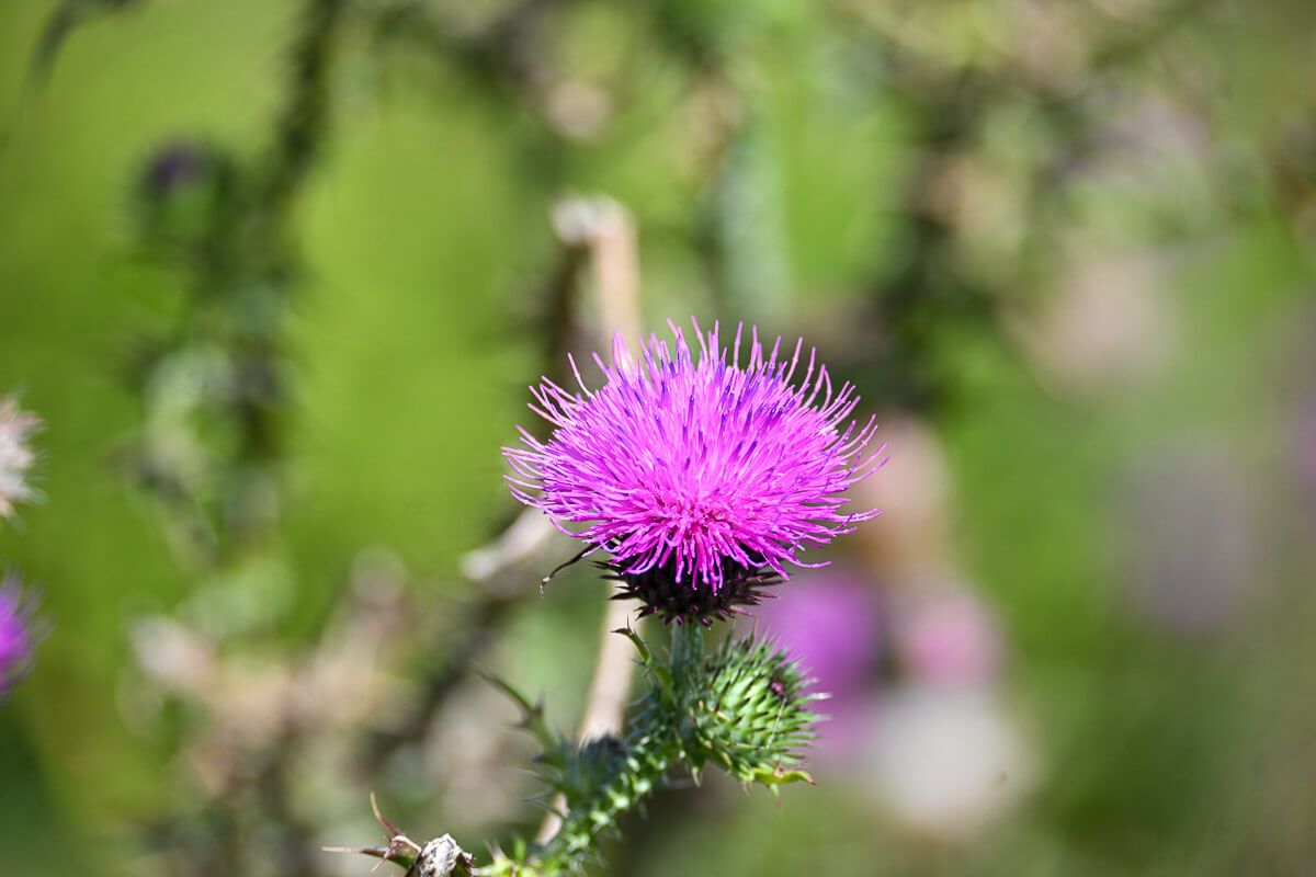 lila blühende Distel