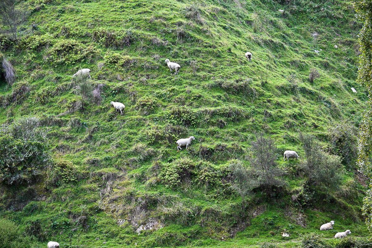 Schafe, die sich in den grünen Hügeln verteilen