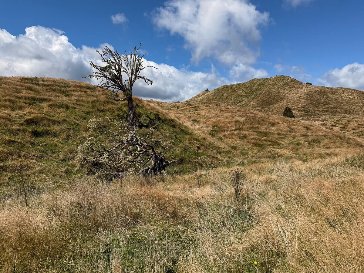 karge Landschaft mit Tussock-Gras