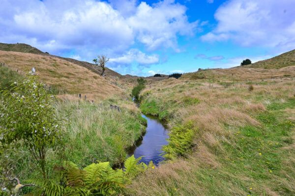 Forgotten World Highway – ein Roadtrip durch ein Stück Good Old New Zealand 23 Karge Landschaft mit Tussock-Gras, durchzogen von einem Bach