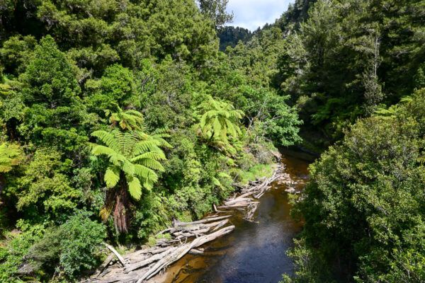 Forgotten World Highway – ein Roadtrip durch ein Stück Good Old New Zealand 10 Forgotten World Highway: Schlucht mit Fluss und Baumfarnen