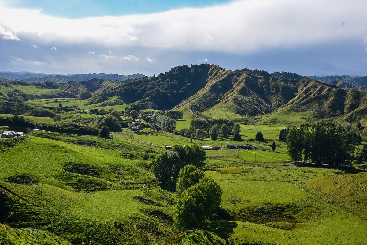 Forgotten World Highway – ein Roadtrip durch ein Stück Good Old New Zealand 30 Klassische Landschaft mit grünen Hügeln und Baumgruppen