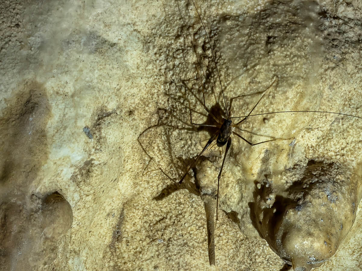 Riesige Höhlen-Weta an einer Höhlenwand