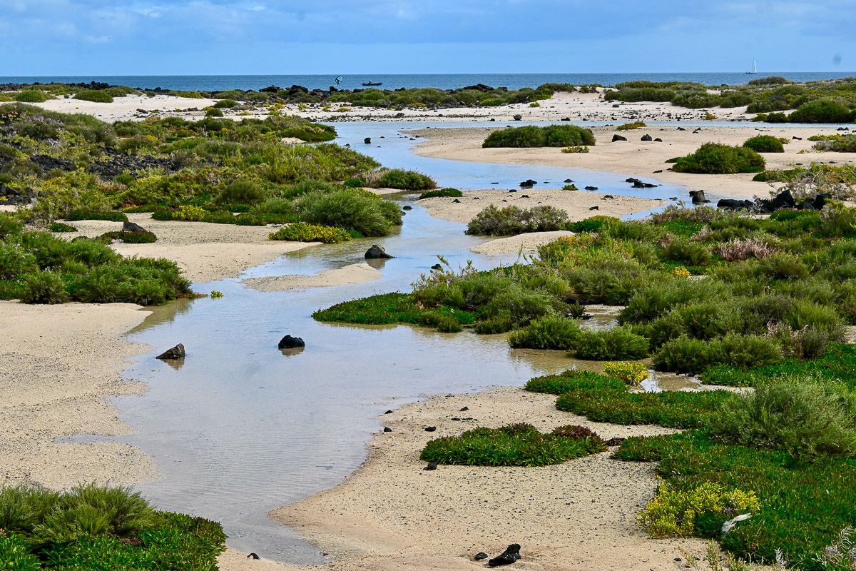 Salzwiesen von Isla de Lobos