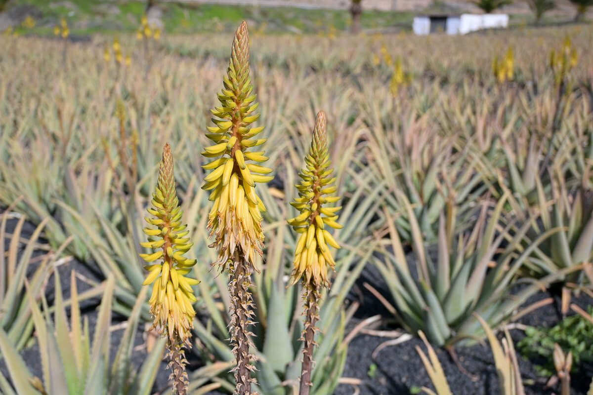 Feld mit blühenden Aloe-Vera-Pflanzen