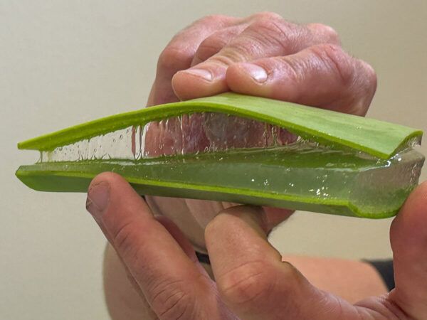 aufgeschlitzte Aloe-Vera-Schote