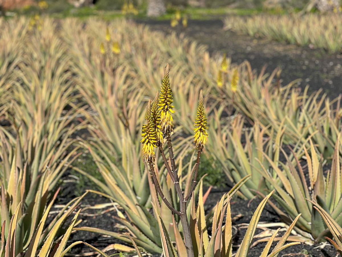 Feld mit blühenden Aloe-Vera-Pflanzen