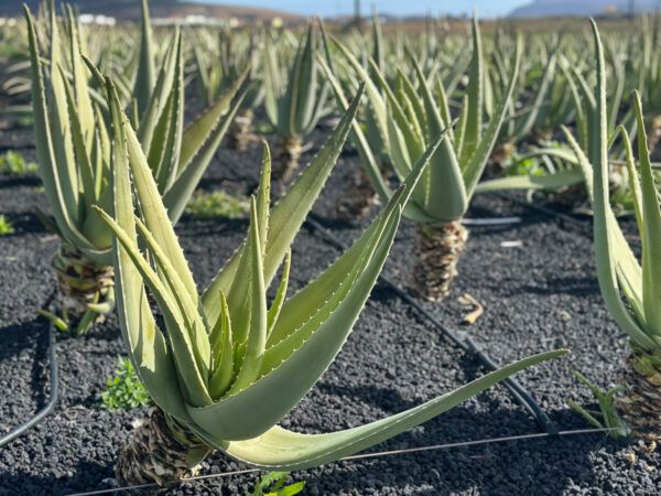 Feld mit Aloe-Vera-Pflanzen