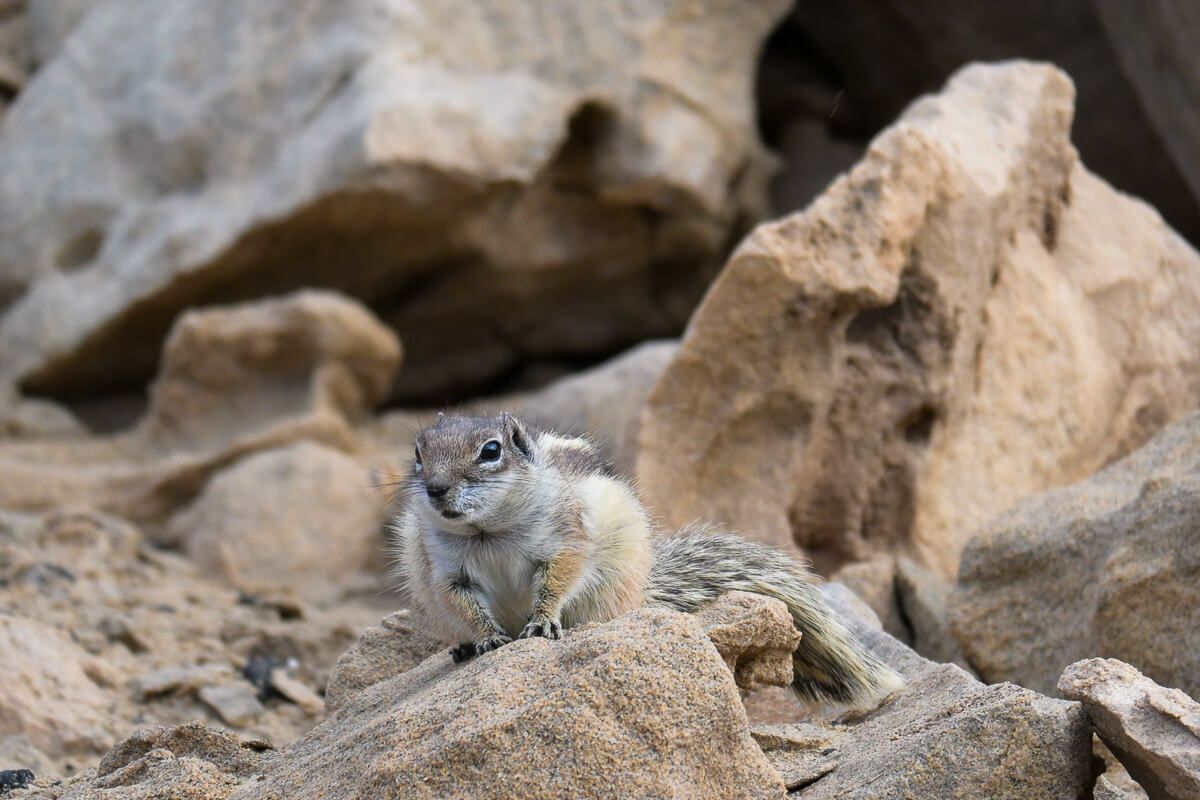Atlashörnchen auf Felsen