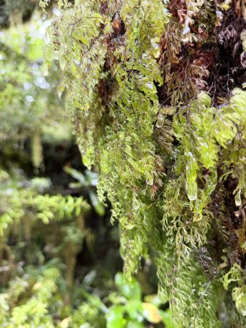 Neuseeland: Reisetipps für Mount Taranaki und New Plymouth 33 Flechten an Baumstamm im Regenwald