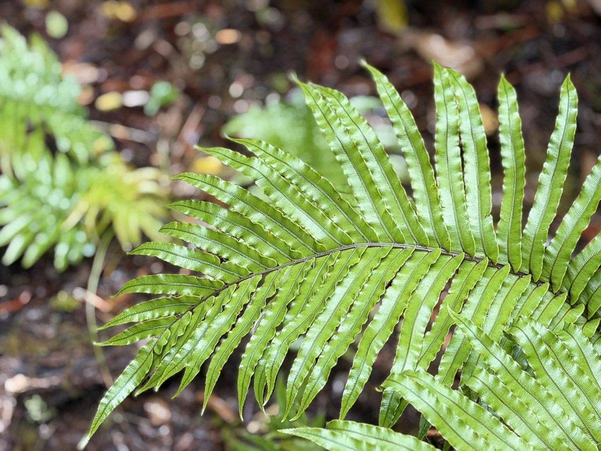 Fahnwedel im Regenwald