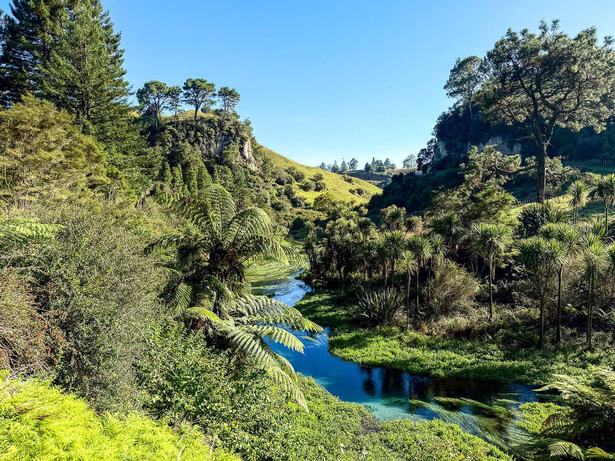 Fluss mit klarem Quellwasser, eingerahmt von Baumfarnen und Cabbage Trees