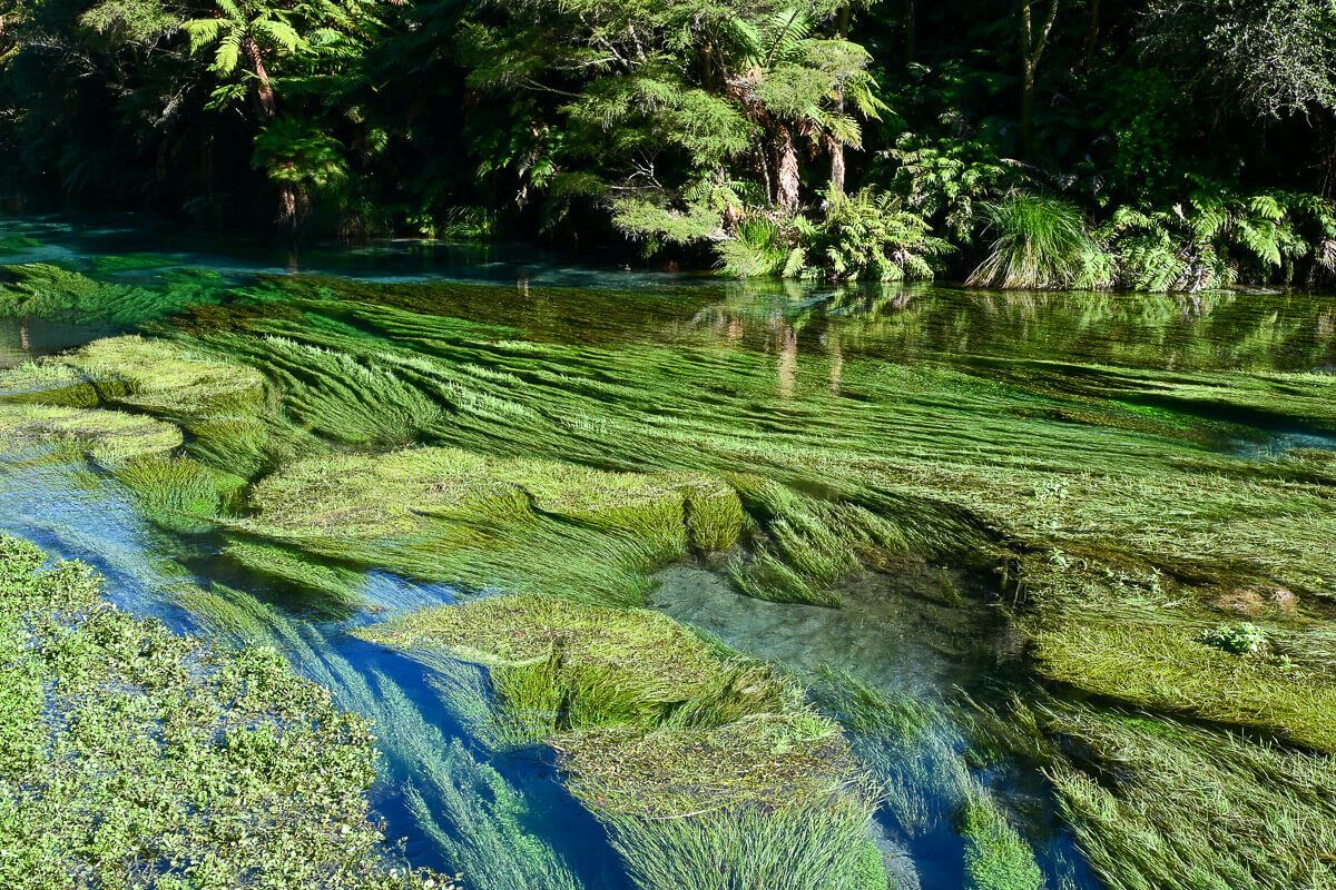 Fluss mit klarem Quellwasser und grüner Vegetation 