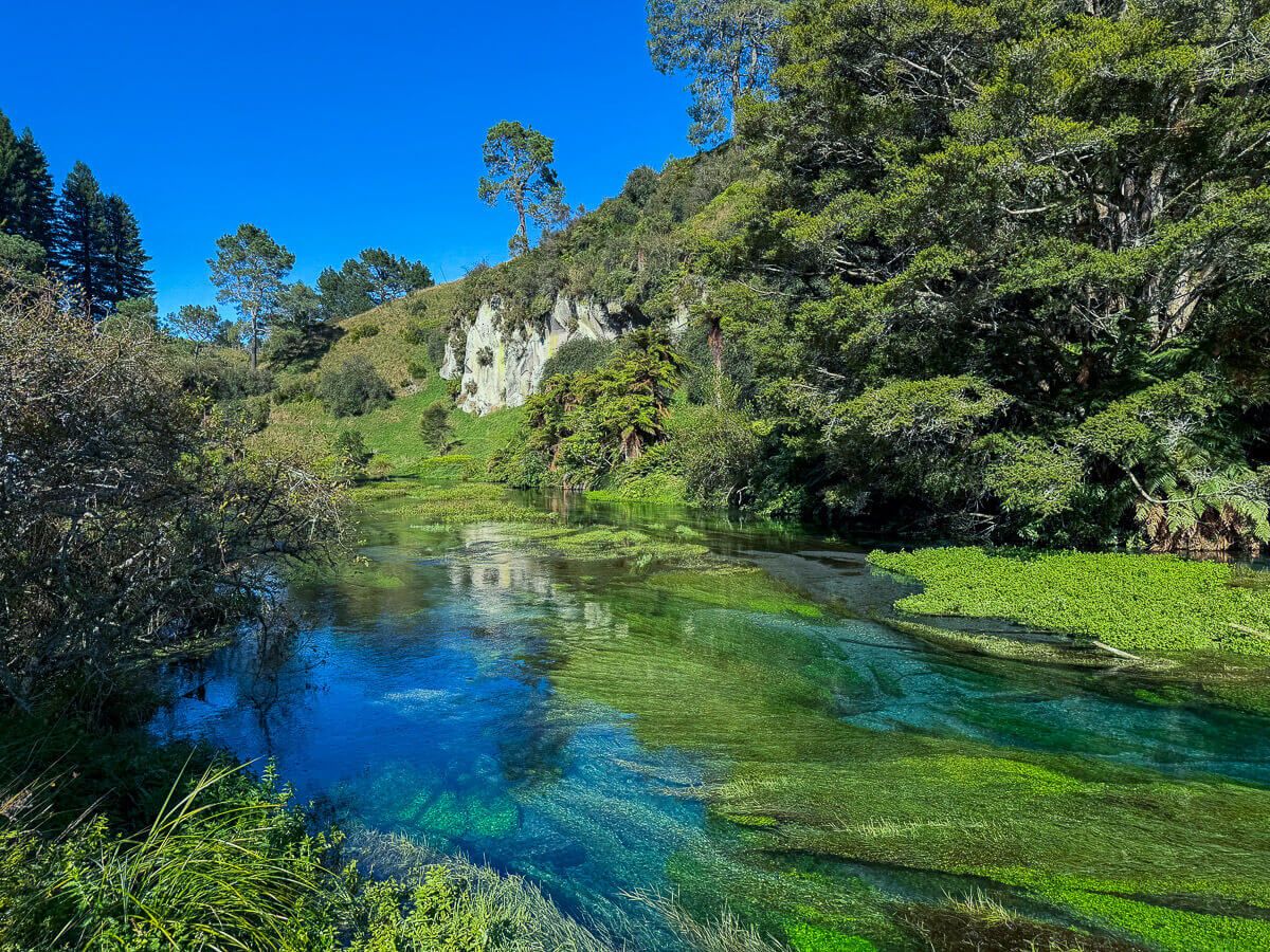 Fluss mit klarem Quellwasser und grüner Vegetation 
