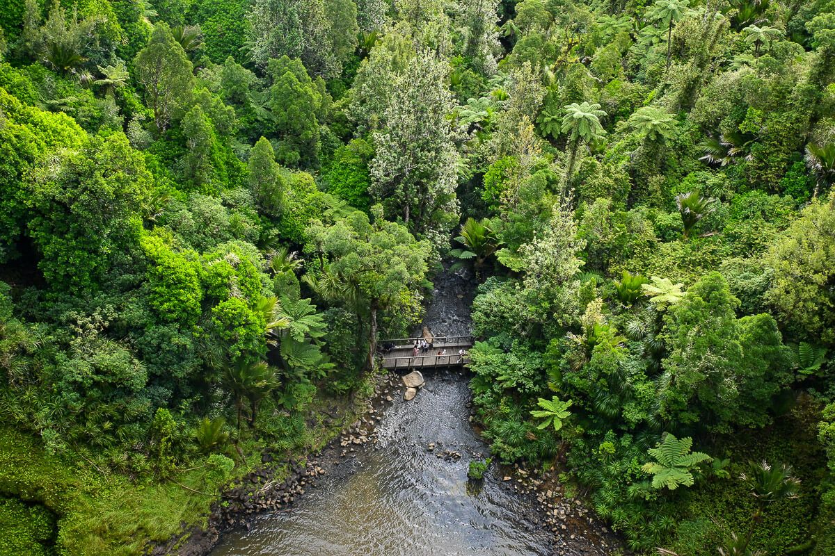 Blick auf den unteren Aussichtspunkt inmitten des Regenwaldes