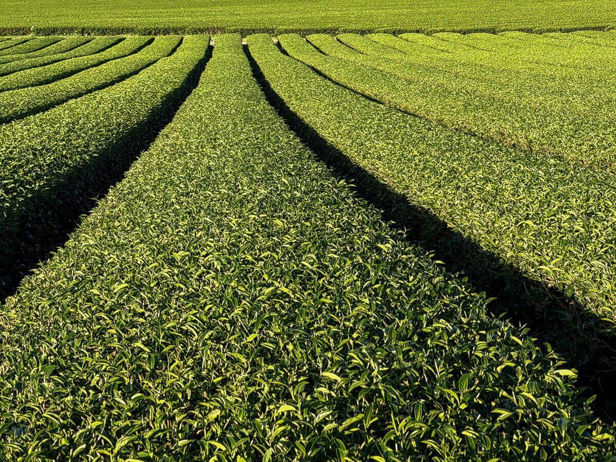Waikato:Teebüsche auf einer Plantage in Rieh und Glied