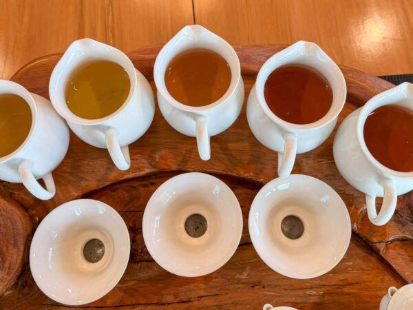 Kännchen mit unterschiedlichen Tees beim Tea Tasting