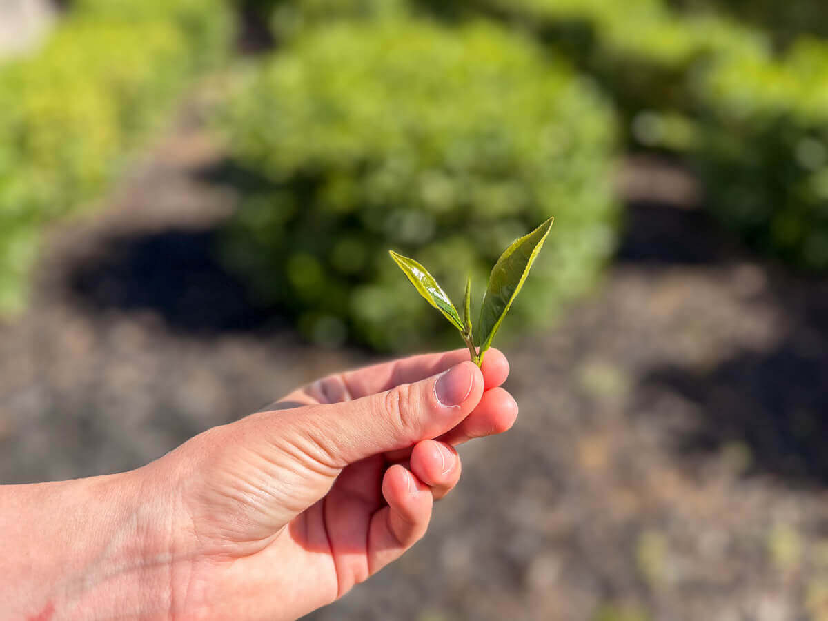 Drei Teeblätter und eine Knospe