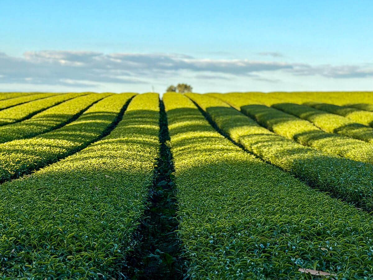 Lange Reihen von Teebüschen