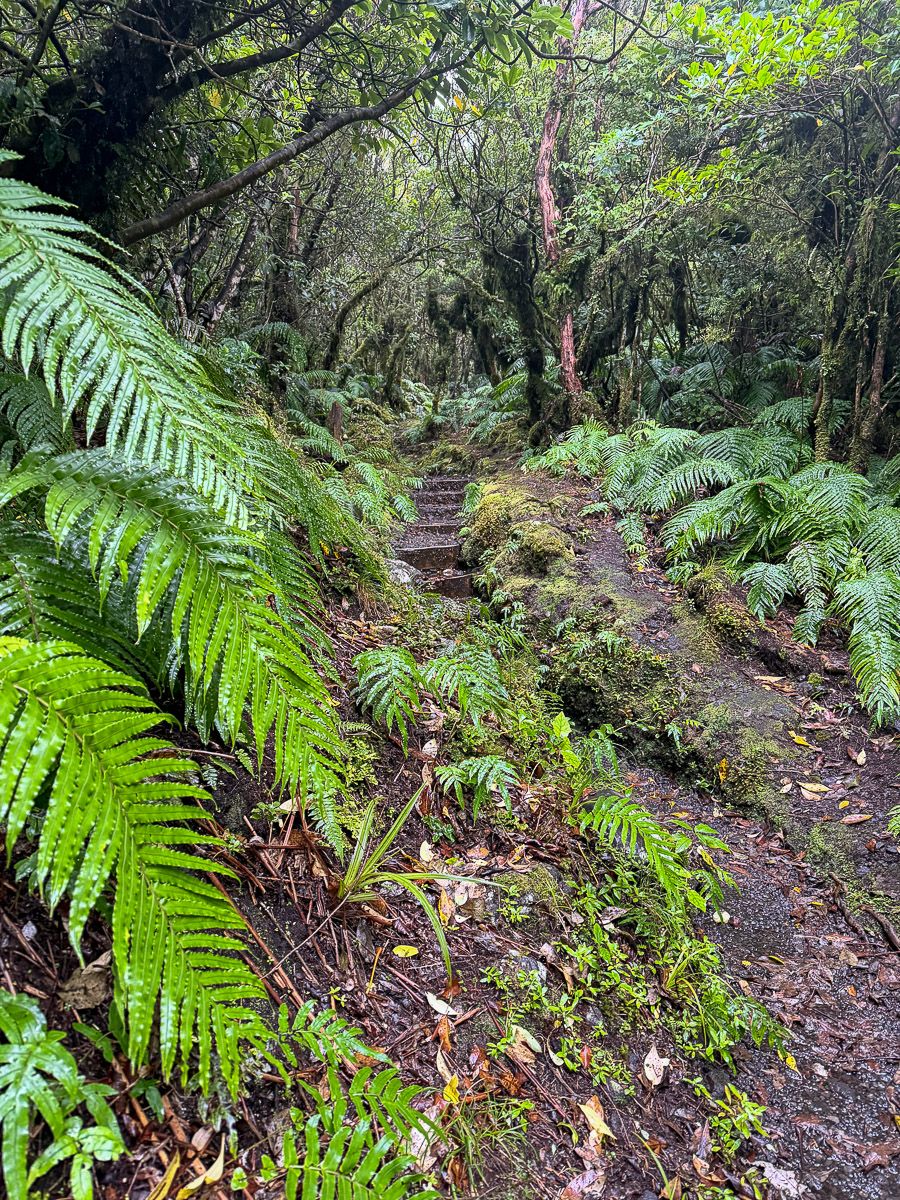 Neuseeland: Reisetipps für Mount Taranaki und New Plymouth 35 taranaki nationalpark 2 |
