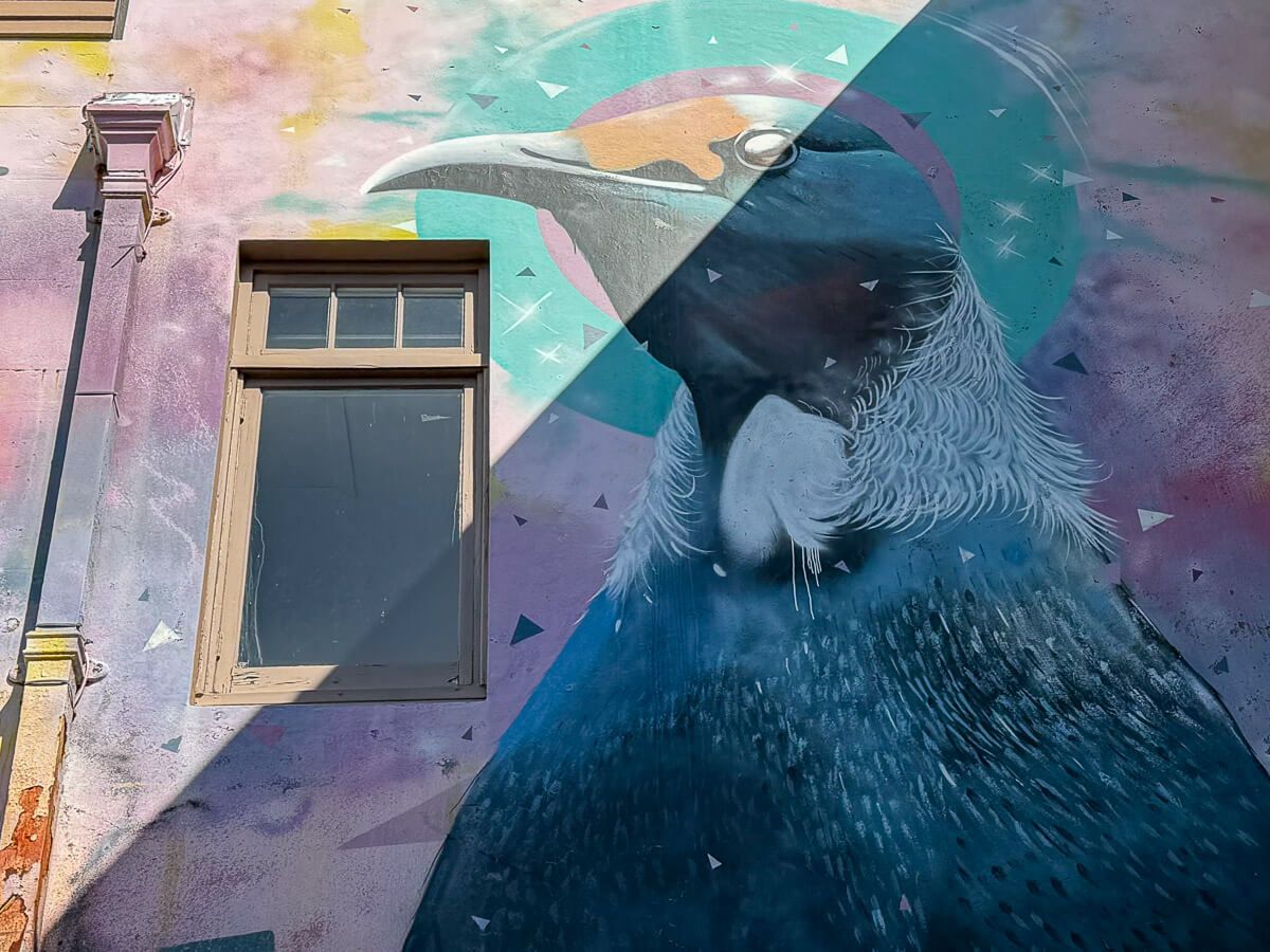 Neuseeland: Reisetipps für Mount Taranaki und New Plymouth 24 Mural mit Vogel an einer Hausfassade