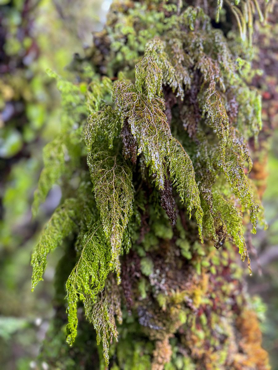 Neuseeland: Reisetipps für Mount Taranaki und New Plymouth 36 taranaki three sisters 3 |