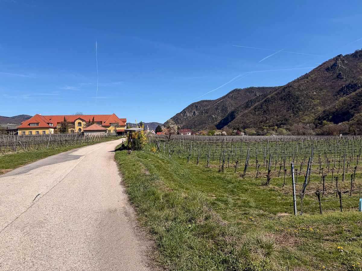 Donauradweg durch die Weinfelder