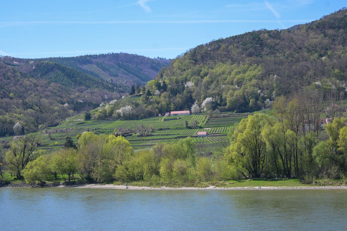 Weinberge an der Donau