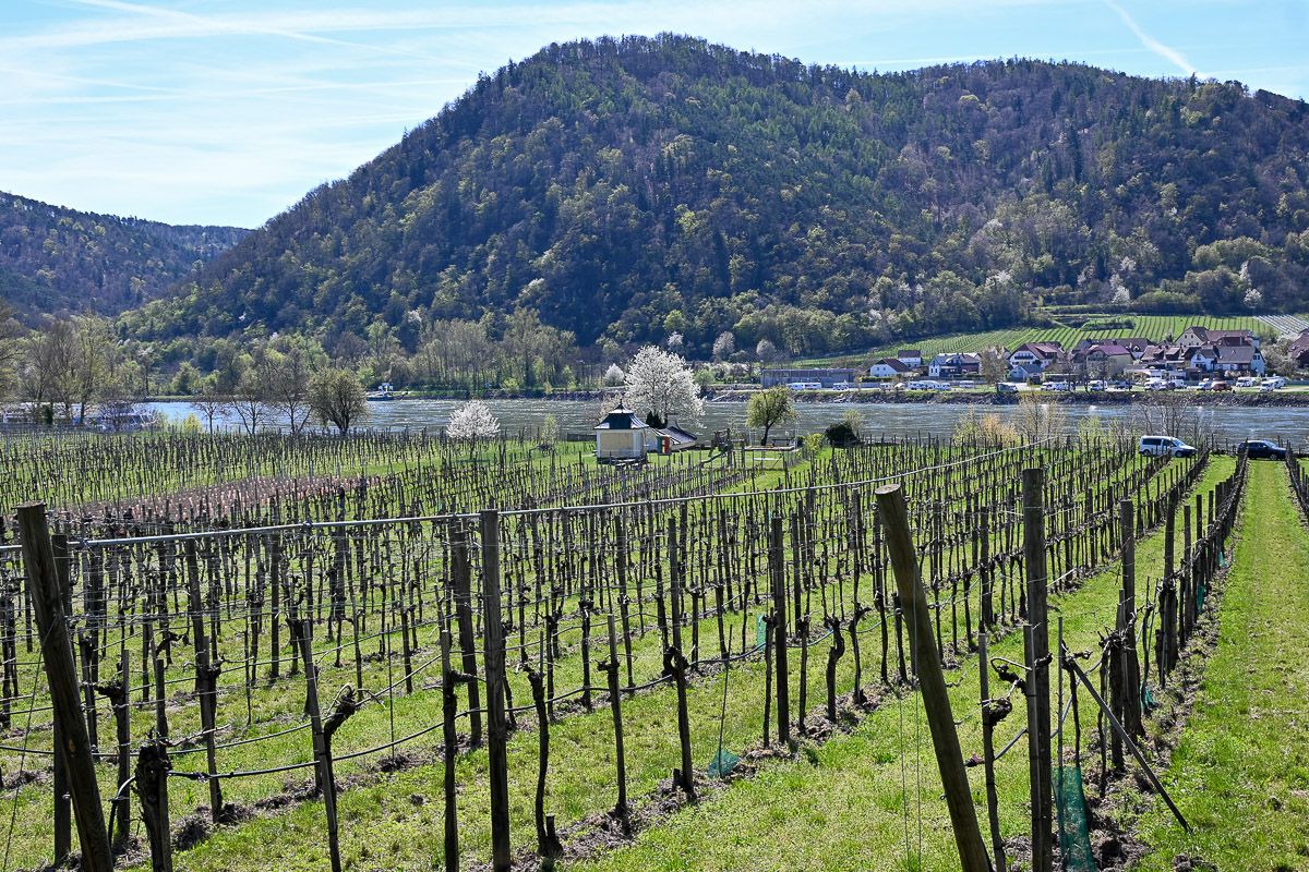 Weinfelder an der Donau