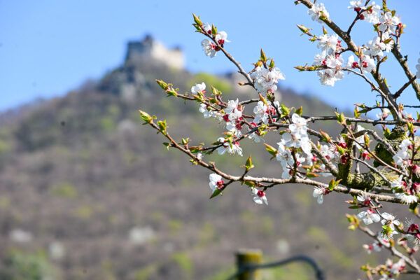 Marillenblüten vor der Kulisse einer Burg