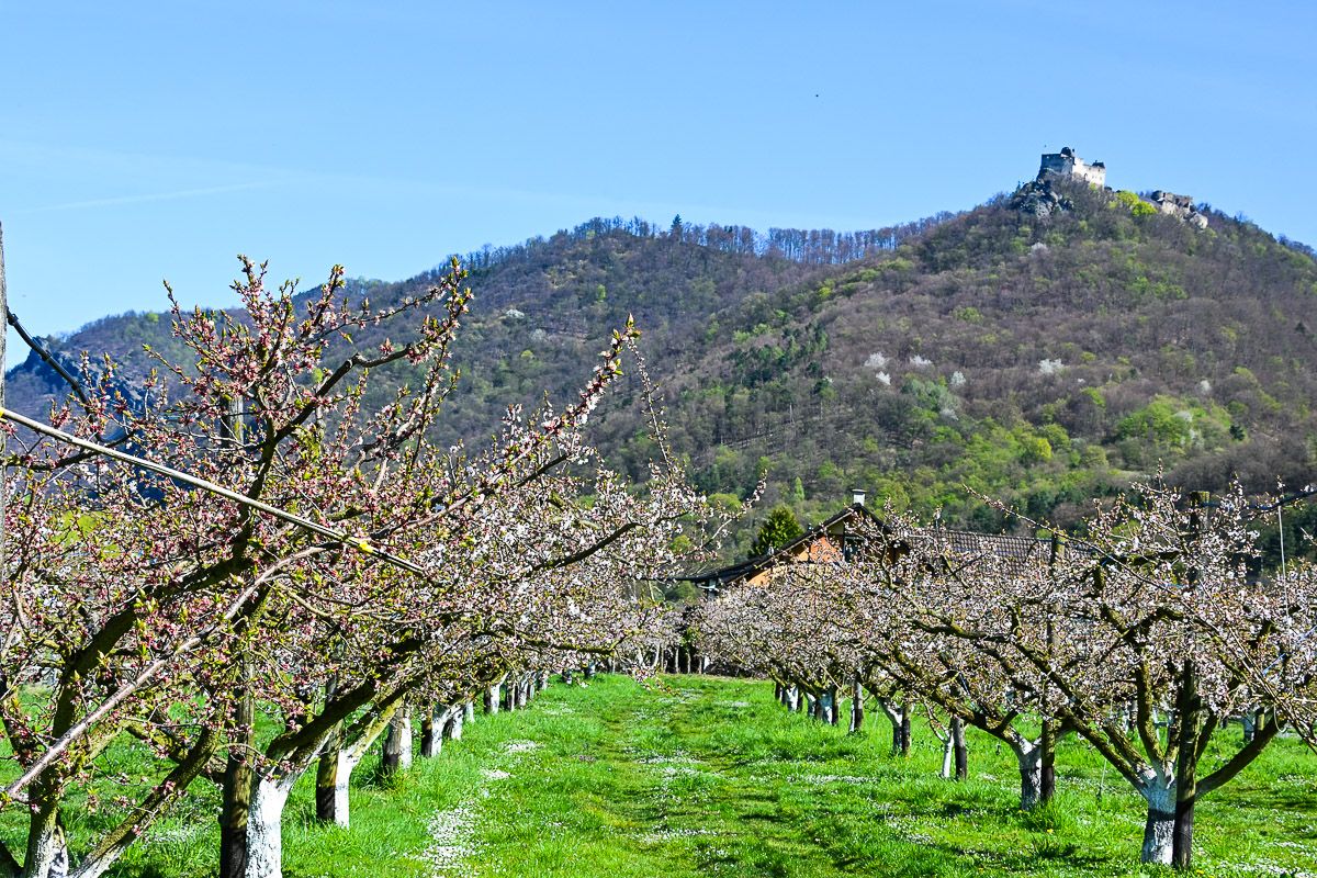 Marillenhain vor Fels mit Burgruine