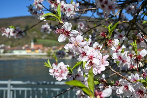 Marillenblüten an der Donau