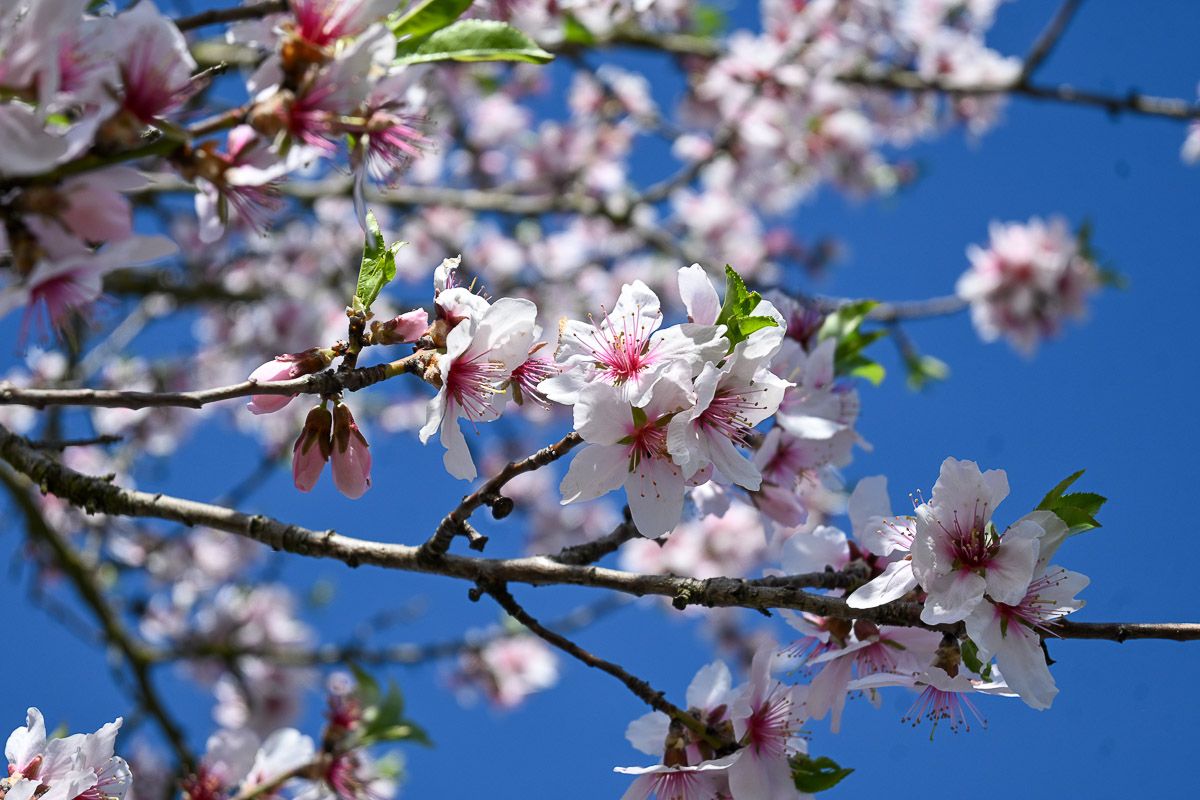 Donauradweg: Marillenblüte in der Wachau