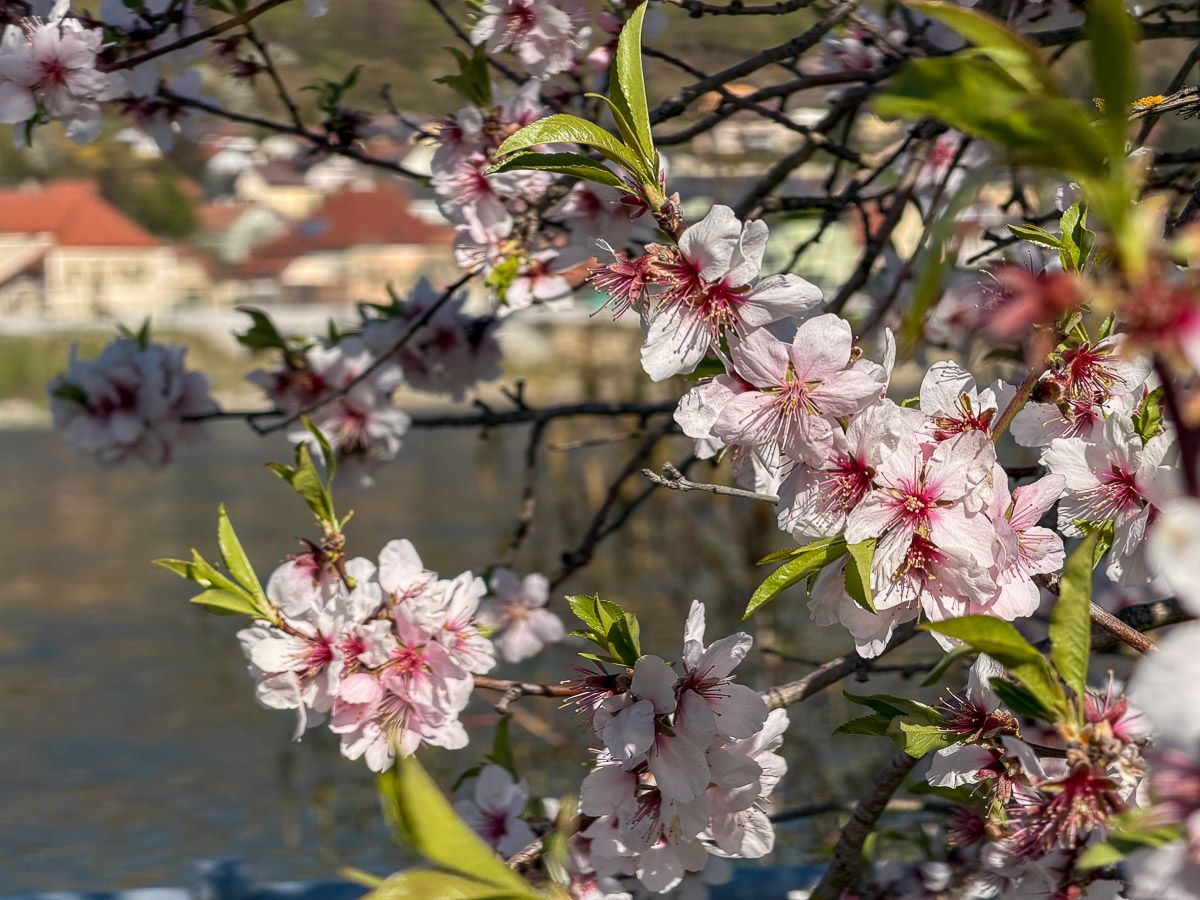 Donauradweg – durch die Wachau nach Wien: Marillenblüten am Donauufer