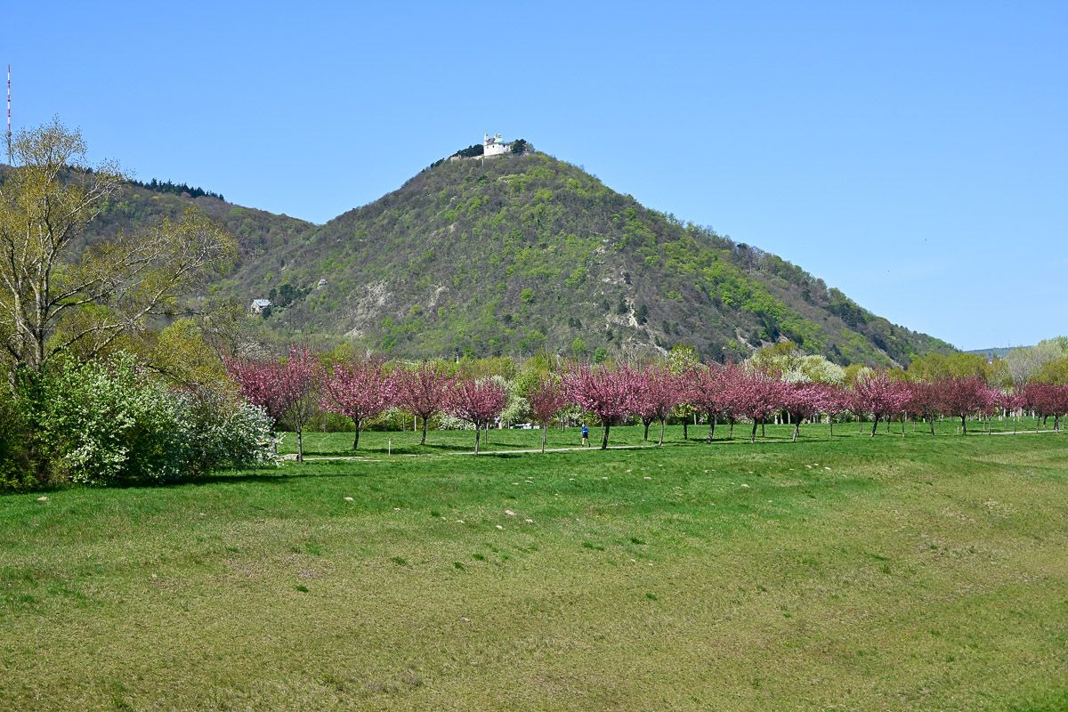 Donauinsel mit Kapelle auf einem Hügel, davor eine Kirschbaumallee