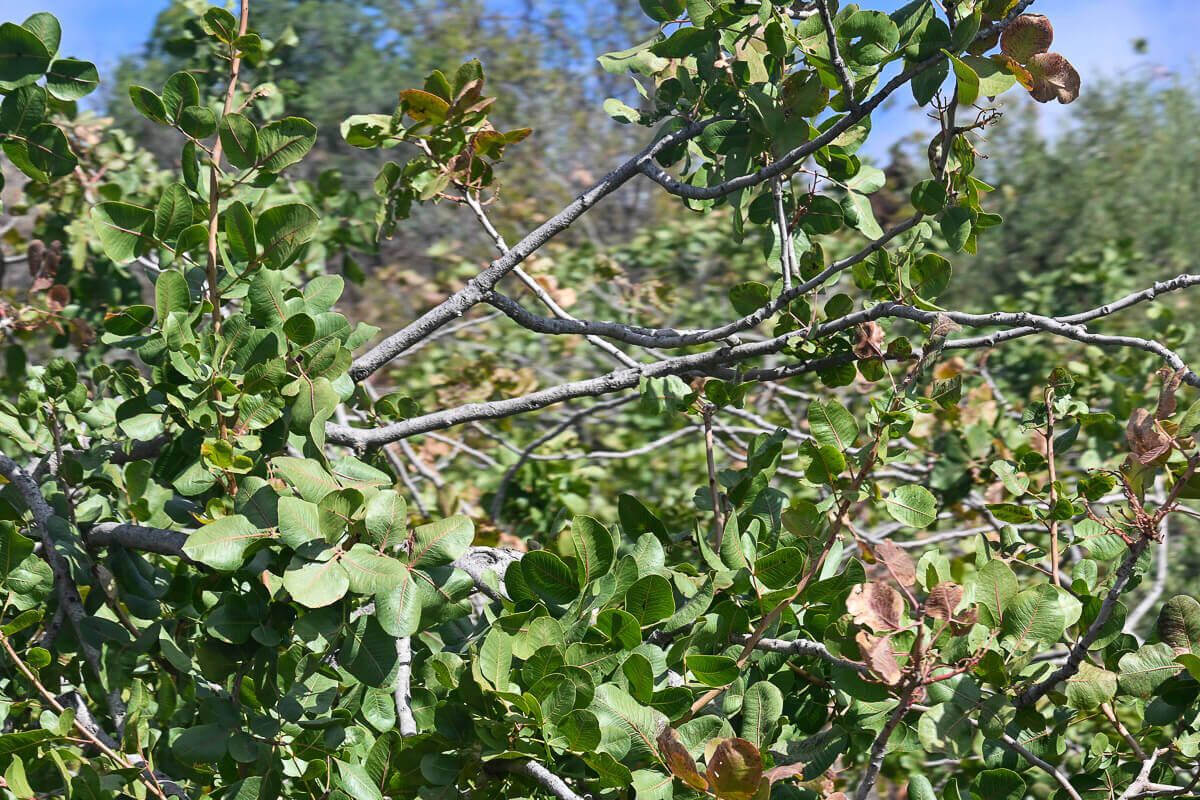 Pistazien am Strauch