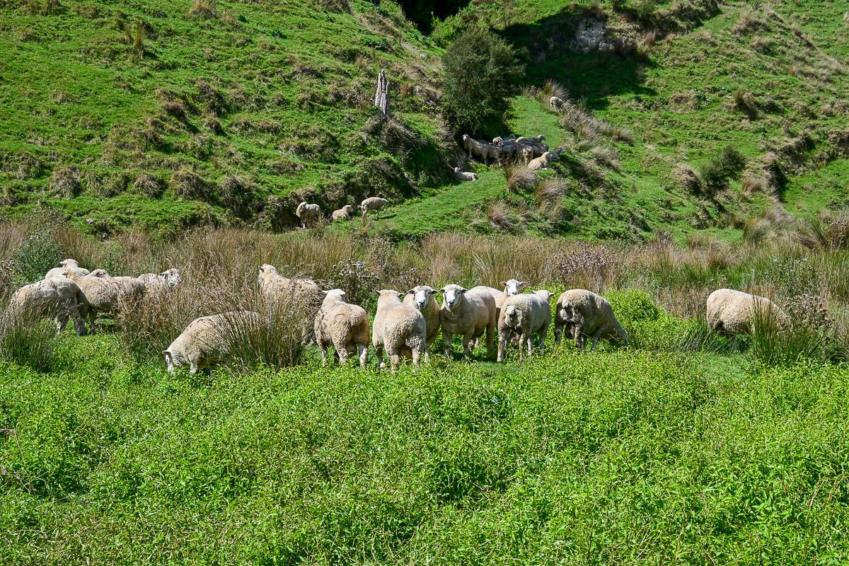 Forgotten World Highway – ein Roadtrip durch ein Stück Good Old New Zealand 27 Schafe, die sich in den grünen Hügeln verteilen