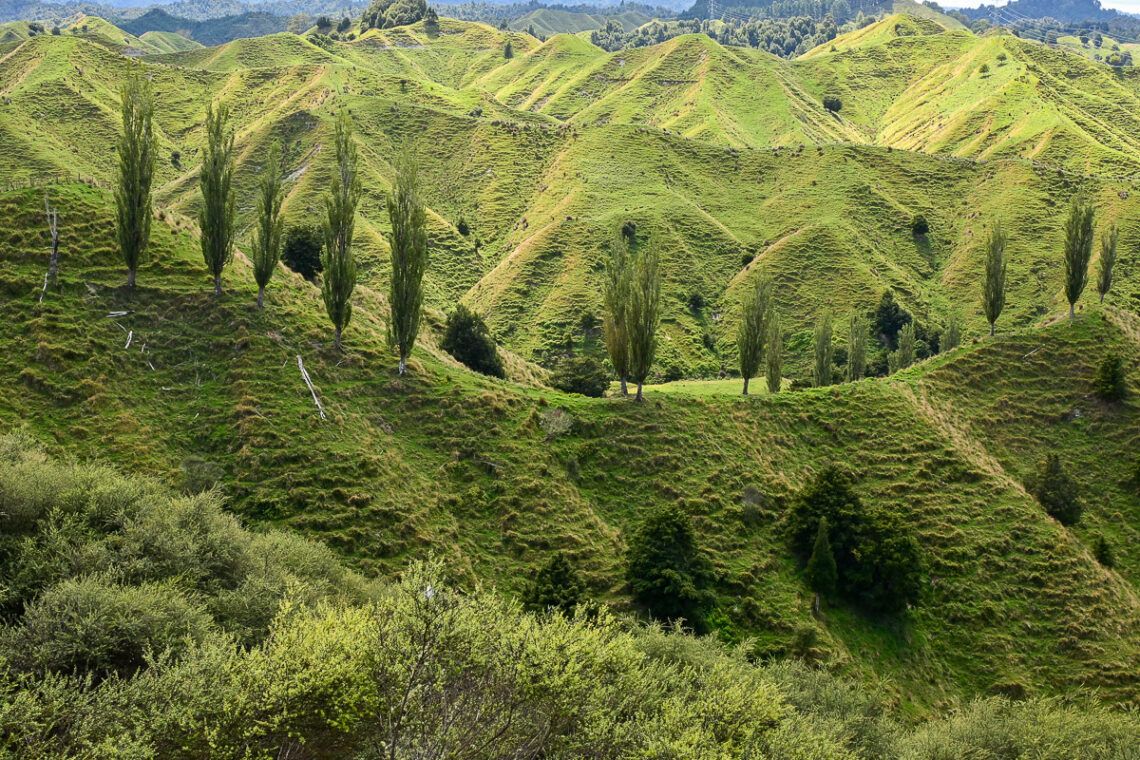 Forgotten World Highway – ein Roadtrip durch ein Stück Good Old New Zealand 1 Fifty Shades of Green: gezackte Hügellandschaft mit Pappeln am Forgotten World Highway