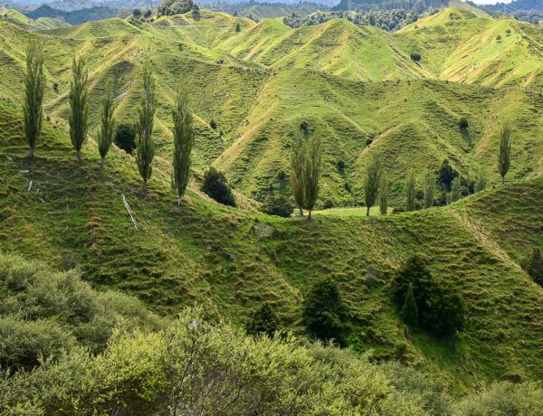 Forgotten World Highway – ein Roadtrip durch ein Stück Good Old New Zealand 2 Fifty Shades of Green: gezackte Hügellandschaft mit Pappeln am Forgotten World Highway
