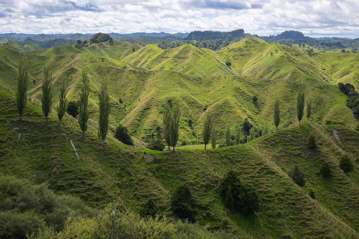 Forgotten World Highway – ein Roadtrip durch ein Stück Good Old New Zealand 12 Fifty Shades of Green: gezackte Hügellandschaft mit Pappeln am Forgotten World Highway