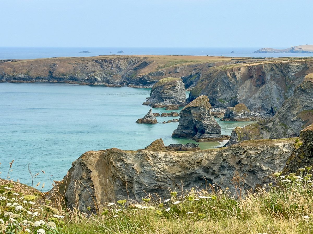 Steilküste bei Newquay mit Blumenwiese im Vordergrund