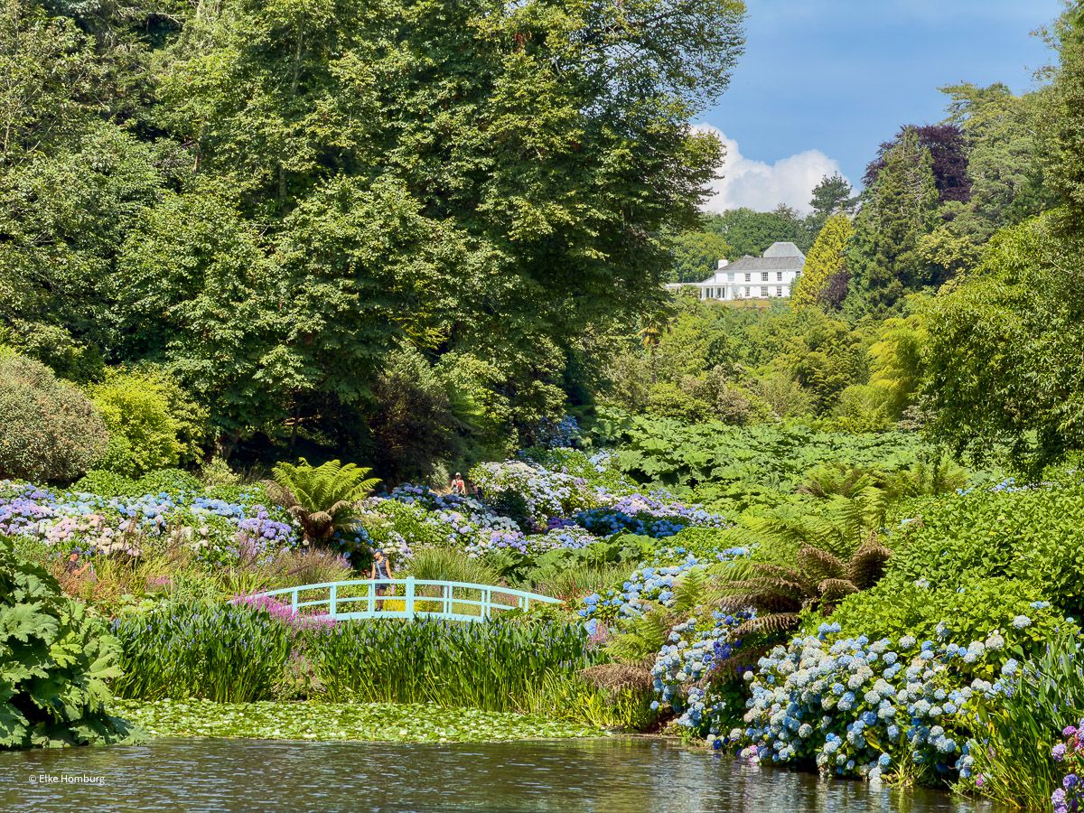 cornwall trebah garden hortensien 913 von 1 |