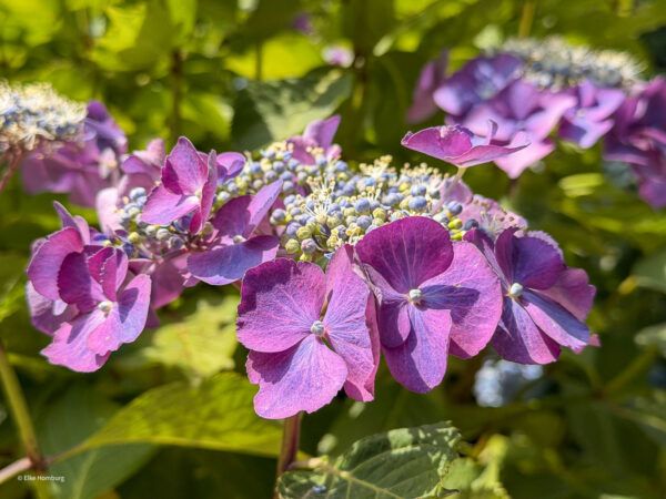 cornwall trebah garden hortensien 917 von 1 |