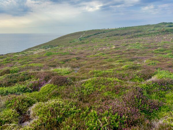 Wanderweg an der korsischen Küste durch Erika-Teppiche 