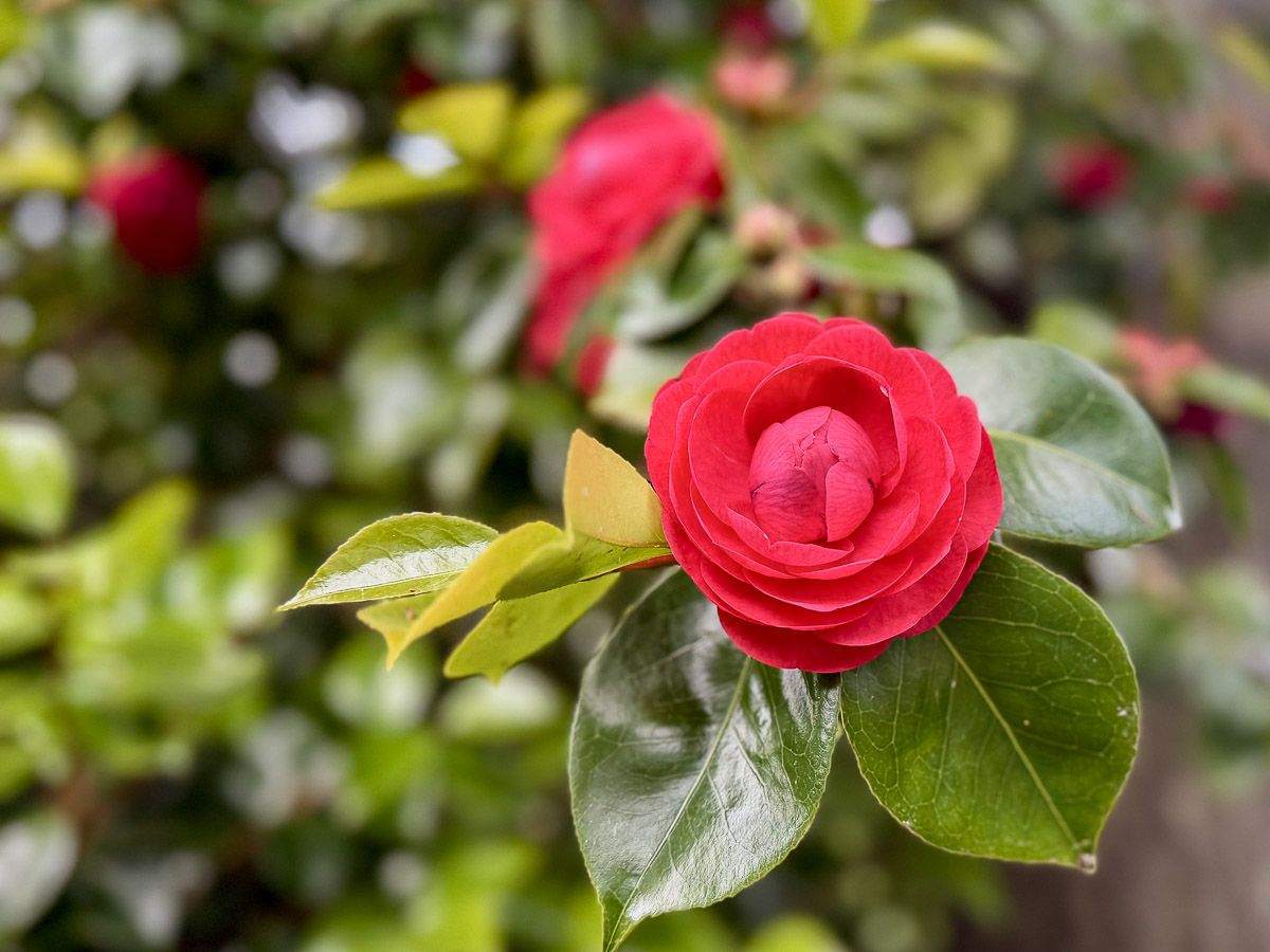 Rot blühende Kamelie